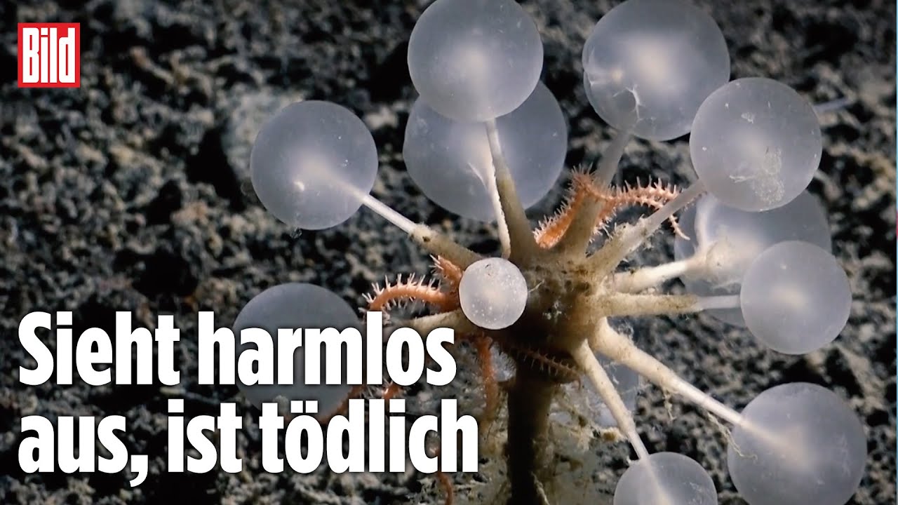 Forscher entdecken neues Tiefsee-Raubtier „Death Ball“