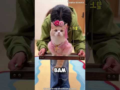 🐱💕 Хозяин выбрал себе кошечку… Но она оказалась очень напуганной! 😂😱. #short