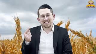 שבועות תשפ"ה - מדוע דוד מלך ישראל יצא ממעשה כמו בנות לוט הבנת שורש המלכות - הרב יוסף שכטר