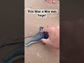 This Man O War I found was HUGE #beach #big #beachlife #ohio #downinohio