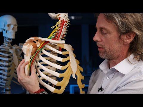 Brachial plexus anatomy