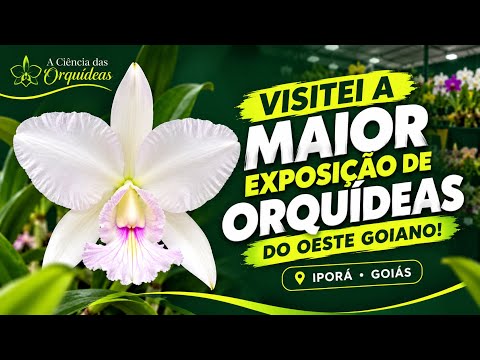 VISITEI A MAIOR EXPOSIÇÃO DE ORQUÍDEAS DO OESTE GOIANO! | IPORÁ-GO