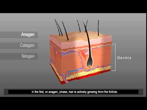 Laser Hair Removal - Understanding Hair Growth Cycles