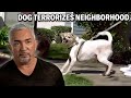 This Aggressive Dog Biting Leads To Stitches Cesar 911 Season 3 Ep 4 Part 2