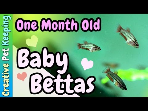 1 Month Old Bettas ❤ Baby Fish
