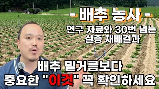 배추 농사 "이것"이 가장 중요합니다 30번이 넘는 실증 재배와 연구자료로 알려드립니다. | 배추 비료사용 …