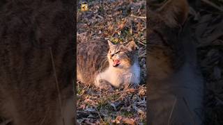Angry Cat Sounds 🧡 Deep Warning Growls and Low Yowls