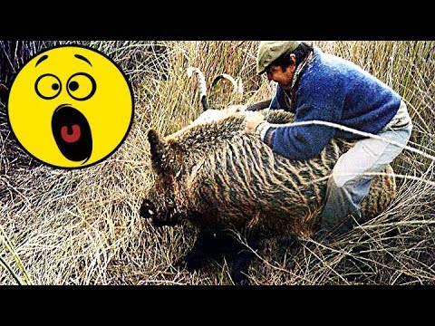 17 видео Охота на Кабана 2019. Подборка точных и не удачных выстрелов, атак и нападений кабана