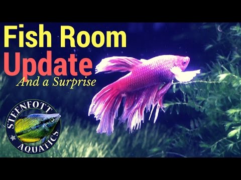 Guppy Fish - Betta Fish - Fish Room Update - Mascara Barbs - Planted Tanks