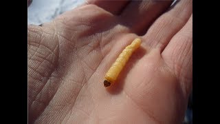 Приманки для ловли сига зимой