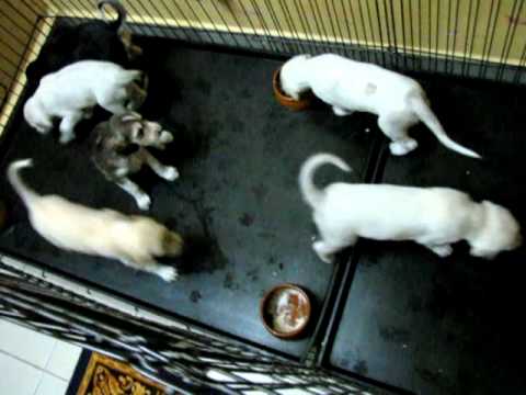 Weaning the Basheer litter Part1