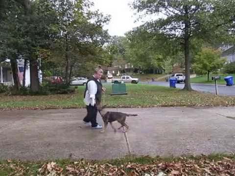 Devka obedience 10.27.16