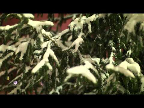 Parks, Squares and Alleys — Car Lights