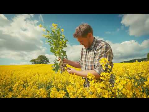 Syngenta Seeds | Rapsanbau mit Sorten von Syngenta | Betrieb Hohenleuchte in Mecklenburg