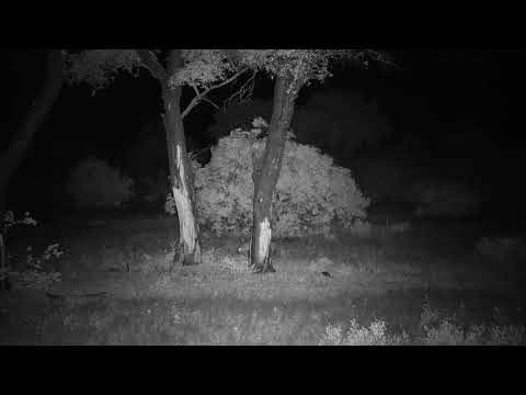 Djuma: Lone Hyena trots in looking around - 03:27 - 12/16/20