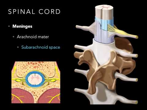Spinal cord Meninges