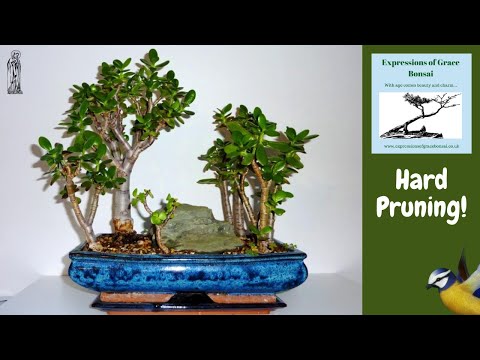 Pruning ALL my Jade Bonsai for MAXIMUM Growth!