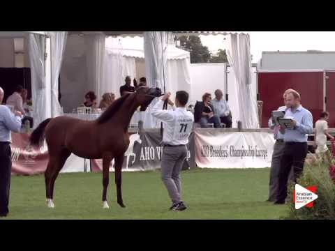 N.71 NAVAR DI MAR - Chantilly 2015 ABCE - Colts 1 year old (Class 6B)