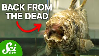 7 Animals We Used to Think Were Extinct (But Aren't!)