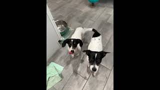 Video preview image #1 Dachshund Puppy For Sale in San Antonio, TX, USA