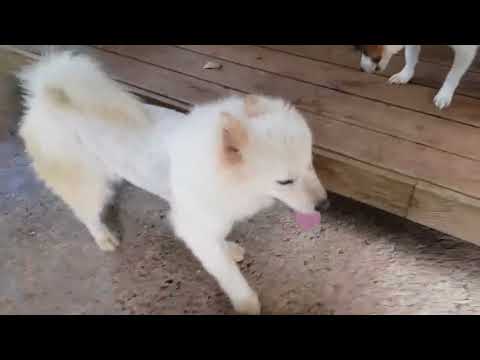 Yena, an adopted Samoyed Mix in Vancouver, BC_image-1