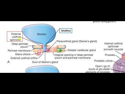 Urinary System