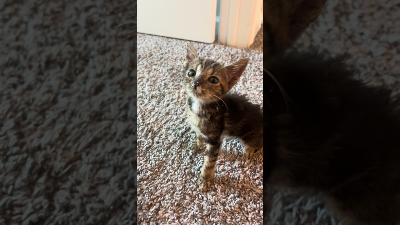 Joey video