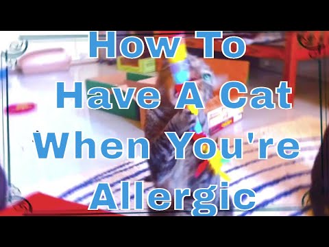 How To Have A Cat When You're Allergic