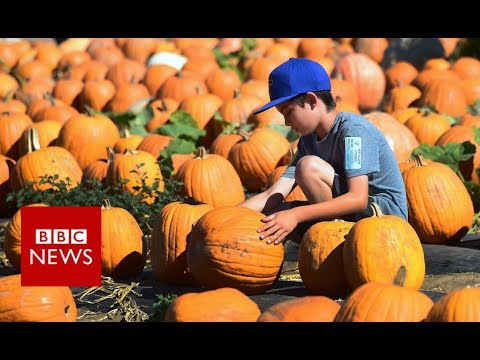 為什麼萬聖節要刻南瓜？ (Halloween: How did we fall in love with pumpkins? - BBC News)