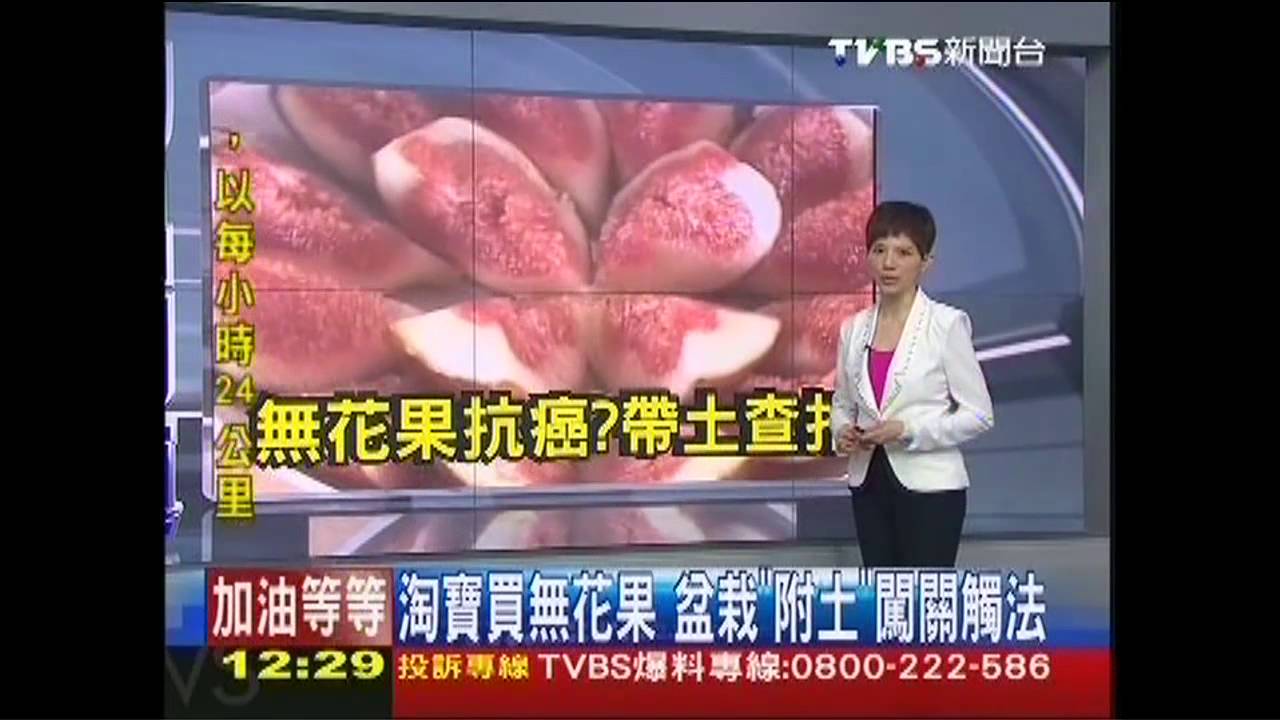 淘寶買無花果 盆栽「附土」闖關觸法