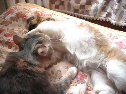 Котэ Соня с Пикинесом Чапой!!!!!