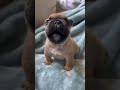 From Birth to Big Dog: Heartwarming Journey of a French Bulldog Puppy #shorts