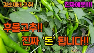 후물고추 농사의 핵심은 돈입니다~~ 후물고추도 잘 기르면 인건비, 자재값 뽑습니다^^! 고추 농사 잘 짓는 …