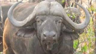 Water Buffalo Song!