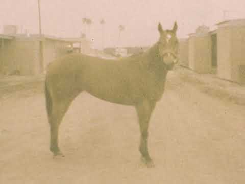 Don and Collette home videos 1