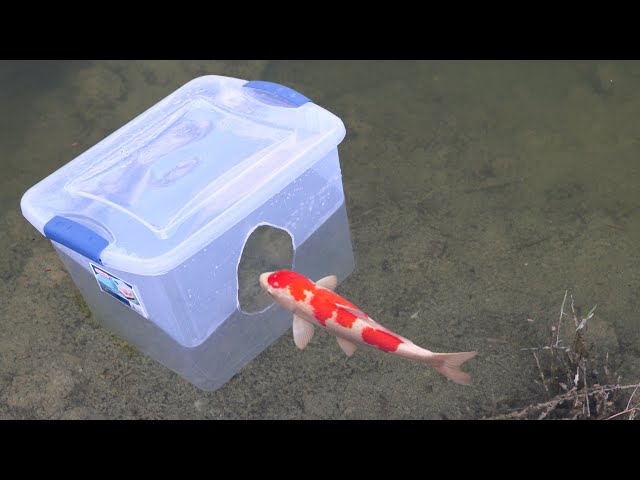 CATCHING Colorful FISH in PLASTIC FISH TRAP!!