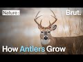 How Antlers Grow