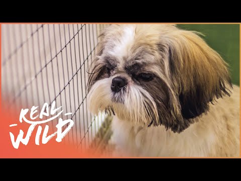 Deworming shih tzu