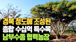 경북 청도에 조성된 총합 수십억 특수목, 남부수종…
