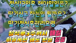 딸기 정식후관리 딸기심고 딸기키우기 지금 정식 후 관리해야하는 일을 모두 나열해봅니다. 작은 차이가 한해농사…
