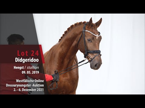 Online Dressuryoungster-Auktion Lot 24 Didgeridoo Hengst v. Don Martillo - Finest