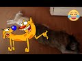 Реальный Котопес ))) Real CATDOG 