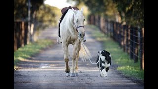 Do Animals have past lives?