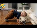 Funny Animals Videos Of Cats And Dogs 2025 Try Not To Laugh