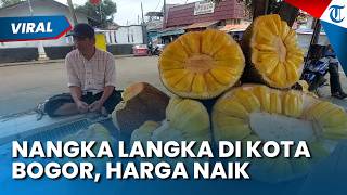 LANGKA DI KOTA BOGOR! Harga Nangka Naik karena Banyak Dicari, Mulai Nangka Muda hingga Matang