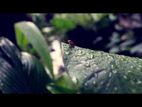  Бали с вершины бамбуковой палки