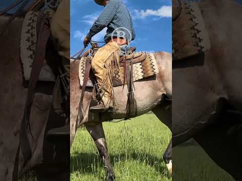 How To Use A Hill To Improve Your Horse's Reverse.   #b1 #b1horsemanship #es20