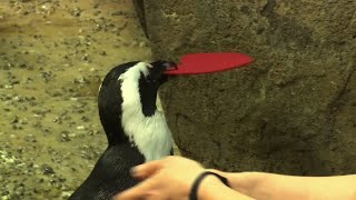 Valentine Gifts Help Penguins Get Mates