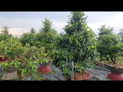 chia ser anh em cach cham soc cay mai ghep thang 4 am lich 22 tháng 5, 2023