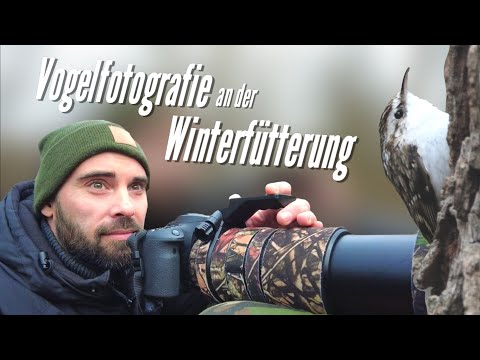 Vogelfotografie an der Winterfütterung